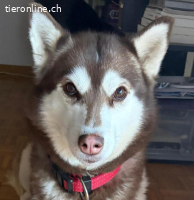 LASKA, reine Rasse, liebvolle und brav