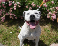 Lavendel sucht ein Zuhause