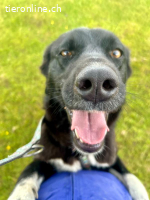 Lebensfrohe Hündin mit grossem Herz sucht Orientierung