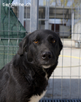 Lebensfrohe Hündin mit grossem Herz sucht Orientierung