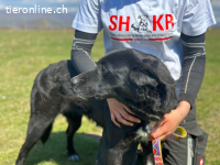 Lebensfrohe Hündin mit grossem Herz sucht Orientierung