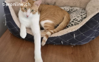 Lebensfroher Wirbelwind Fabi sucht Couchplatz auf Lebenszeit