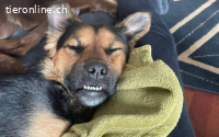 Lebenslustiger und kluger Stitch sucht Familienanschluss