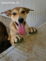 Leda: möchte spielen, lernen, kuscheln