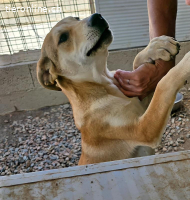 Leda: möchte spielen, lernen, kuscheln