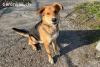 Lemmy (4 Jahre) – Schlawiner und Gute-Laune-Garant