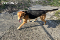 Lemmy (4 Jahre) – Schlawiner und Gute-Laune-Garant