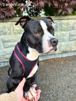 Lennox - unser Schmusebubi