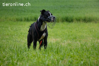 Lennox - unser Schmusebubi