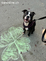 Lennox - unser Schmusebubi