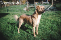 Lenny – der kleine Prinz mit Kuschelfaktor