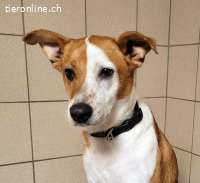 Leo, 4 J, männl, muss noch Einiges lernen