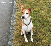 Leo, 4 J, männl, muss noch Einiges lernen