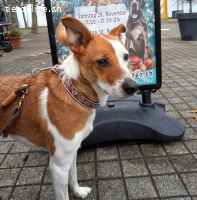 Leo, 4 J, männl, muss noch Einiges lernen
