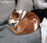 Leo, 4 J, männl, muss noch Einiges lernen