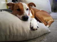 Leo, 4 J, männl, muss noch Einiges lernen