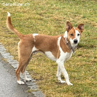 Leo, ca 4 Jahre, mittelgross, männl, braucht gute Führung