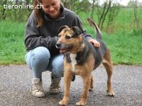 LEON, lebenslustiger Mixopi, ca. 13J., *Gnadenplatz gesucht*
