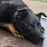 Leona, ca 10 J, weibl, kastr, kennt die Grundkommandos