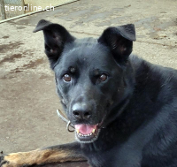 Leona, ca 9.5 Jahre, weibl, kastr, eine freundliche Hündin