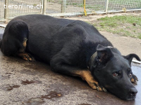 Leona, ca 9.5 Jahre, weibl, kastr, eine freundliche Hündin