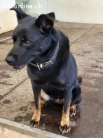 Leona, ca 9.5 Jahre, weibl, kastr, eine freundliche Hündin