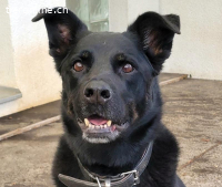 Leona, ca 9.5 Jahre, weibl, kastr, eine freundliche Hündin