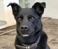 Leona, ca 9.5 Jahre, weibl, kastr, eine freundliche Hündin