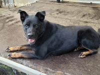 Leona, ca 9.5 Jahre, weibl, kastr, eine freundliche Hündin