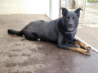 Leona, ca 9.5 Jahre, weibl, kastr, eine freundliche Hündin