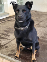 Leona, ca 9.5 Jahre, weibl, kastr, eine freundliche Hündin