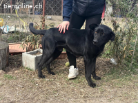 Leontin, bezaubernder Junghund