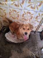 Levi freundlich- sucht ein für immer Zuhause