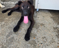 Lex: perfekt für aktive Familien