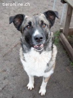 Lia - sucht liebevolle und geduldige Menschen