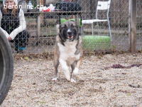 Lia - sucht liebevolle und geduldige Menschen