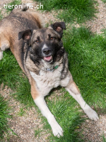 Lia - sucht liebevolle und geduldige Menschen