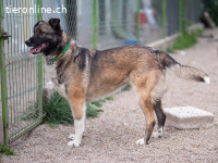 Lia - sucht liebevolle und geduldige Menschen