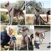 Lia, w./kastr., geb. 03/2018, Mischling, 47cm