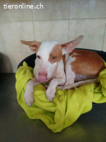 Lia, w./kastr., geb. 03/2018, Mischling, 47cm