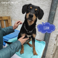 Liam ein absoluter Schatz