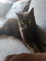 Lieb und anhänglich, sucht neues Zuhause