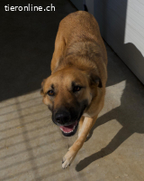 Liebe Honey sucht ihre Menschen mit Herz ❤️