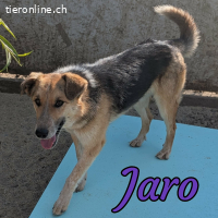 Liebenswerter Jaro ist bereit für sein Zuhause