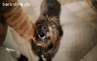 Liebenswerter Rauti sucht sein Zuhause