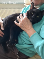 Liebeswerte Brüder Mikel und Momo (blind), 1 Jahr- CH-JU