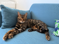 Liebevoller, aktiver Bengalkater sucht neues Zuhause