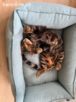 RESERVIERT Liebevoller Bengalkater sucht neues Zuhause