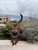RESERVIERT Liebevoller Bengalkater sucht neues Zuhause