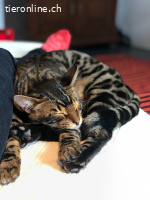 RESERVIERT Liebevoller Bengalkater sucht neues Zuhause